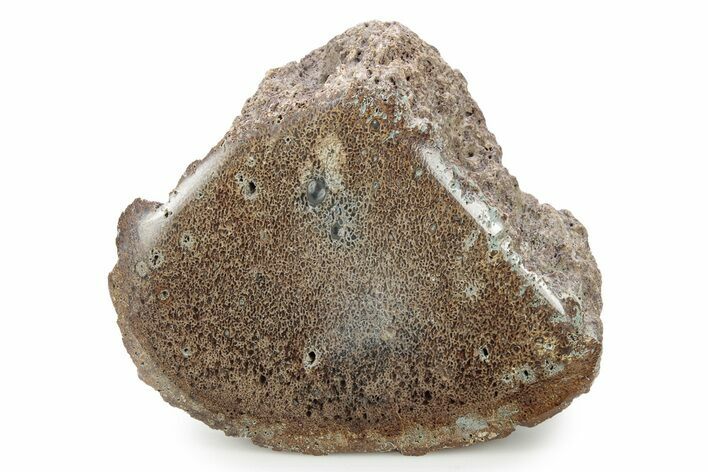 Polished Jurassic Plesiosaur (Colymbosaurus) Bone - England #320988